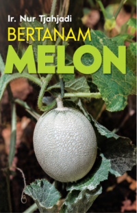Image of bertanam melon